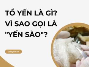 Yến sào là gì?